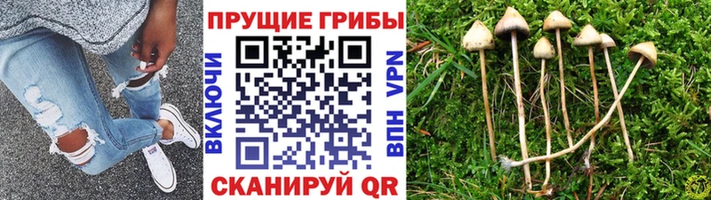 Псилоцибиновые грибы Psilocybe  Серафимович 